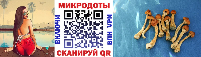 Псилоцибиновые грибы Psilocybine cubensis  Купить  Гулькевичи 